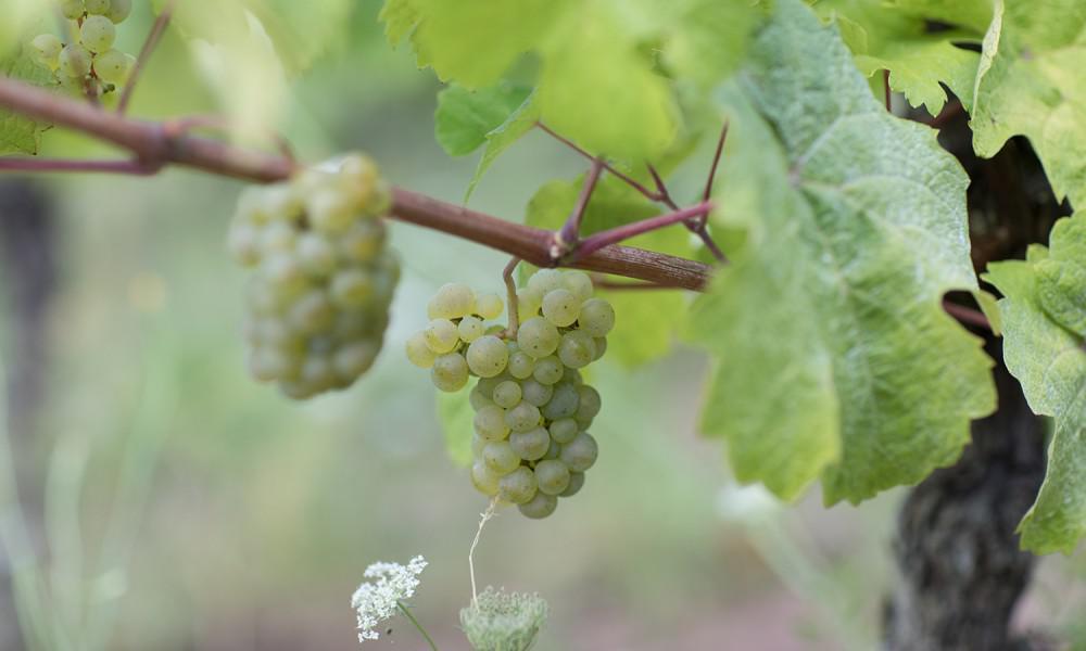 grape-vine-riesling