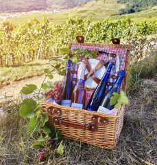 Discover Alsace differently: wine tasting in the vineyards!