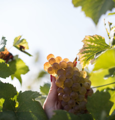 Agroforestry in Alsace vineyards