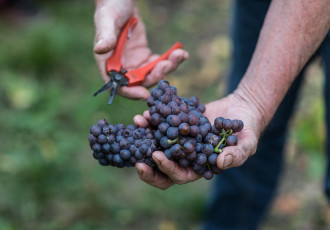 Vins Bio Pinot Gris Fourmidable AB