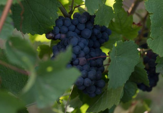 grape-pinot-noir