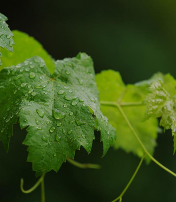 leaves-vines-drops-water