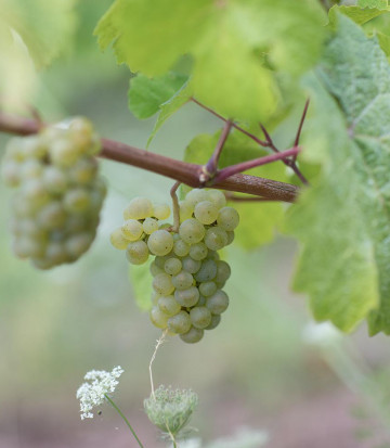 grape-vine-riesling