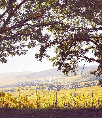landscape-vines-autumn
