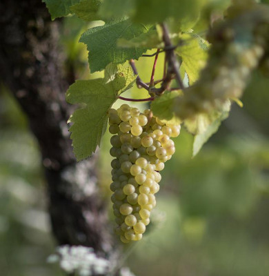 Do you know which grape varieties are used to craft Alsace wines?