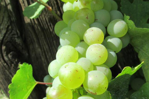Muscat-grappe