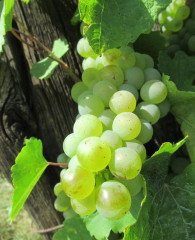 Muscat-grappe