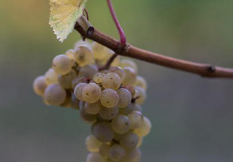 Vins biologiques Les Fourmidables Riesling Fourmidable AB