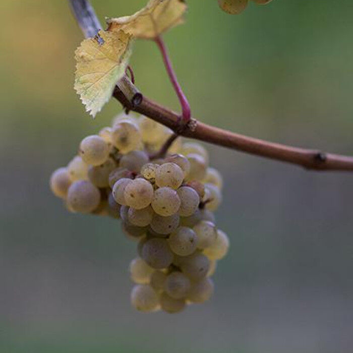 riesling-grappe