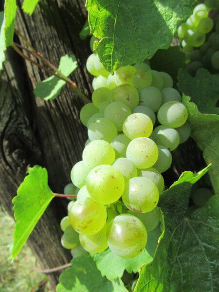 Muscat-grappe