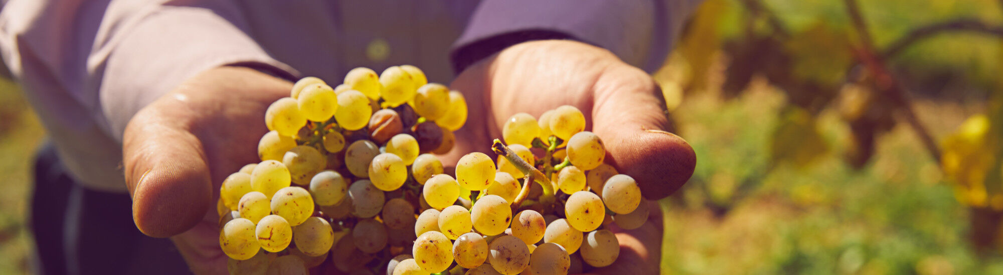 photo-vendanges-riesling
	        