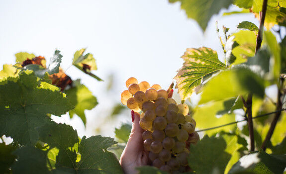 BESTHEIM_Riesling (4)
						        