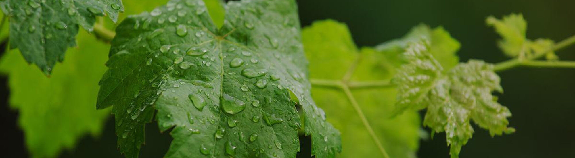 Feuilles de vignes gouttes d'eau
	        