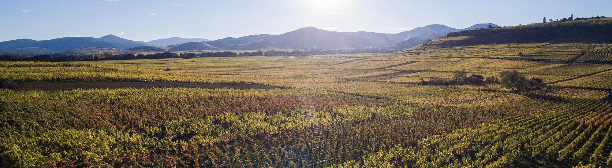 terroir